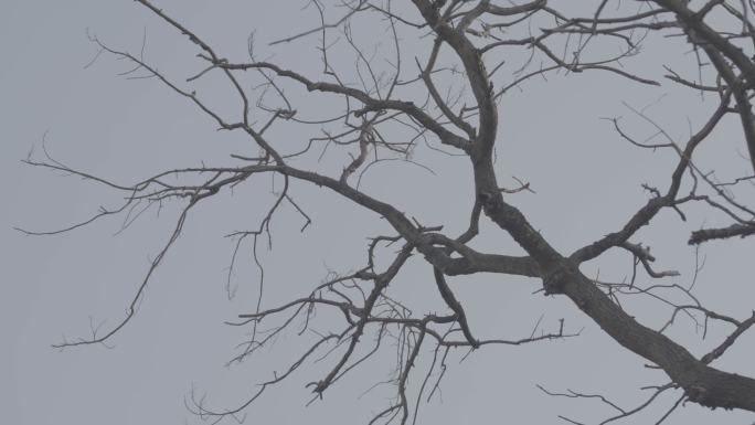枯树树枝+未调色