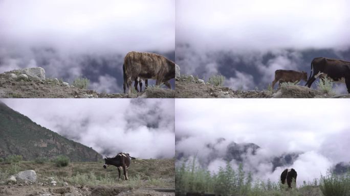 牛 放牧 高原牧牛 高原牧场 山间云雾