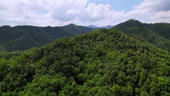 自然山间森林绿色植被生态环境