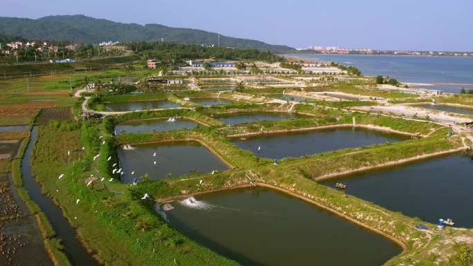 白鹭群在基塘田地上方飞过