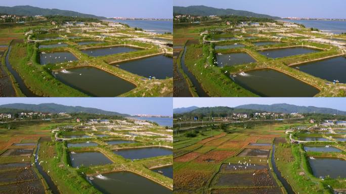 白鹭群在基塘田地上方飞过