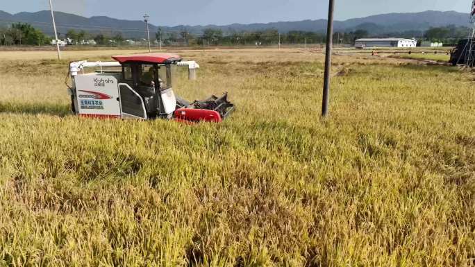 稻田收割航拍
