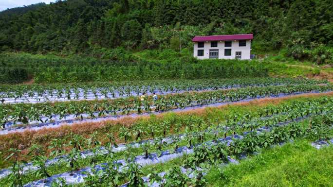 贫困山区里蔬菜种植基地航拍