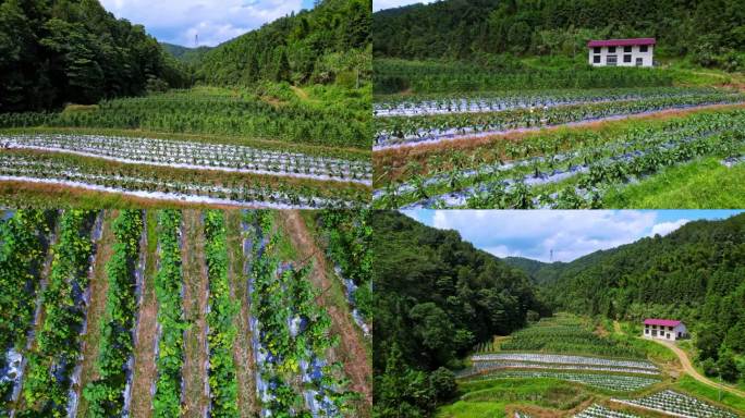 贫困山区里蔬菜种植基地航拍