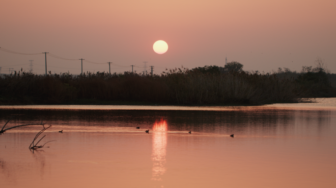 夕阳下巢湖湿地生态