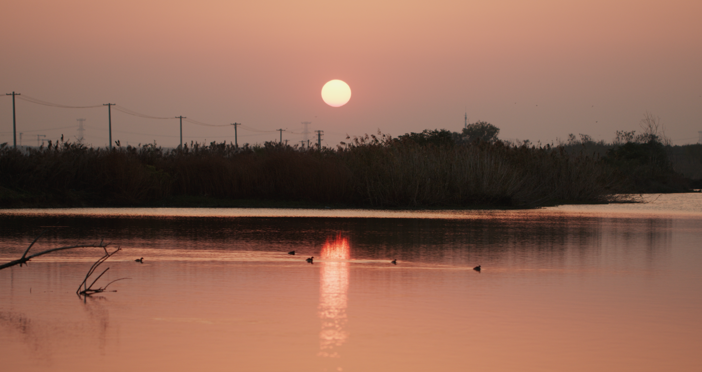 夕阳下巢湖湿地生态