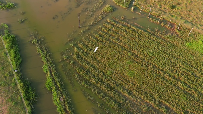 白鹭在农田湿地上飞行觅食