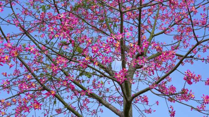 一棵茂盛美丽的没有树叶长满花朵的木棉花树