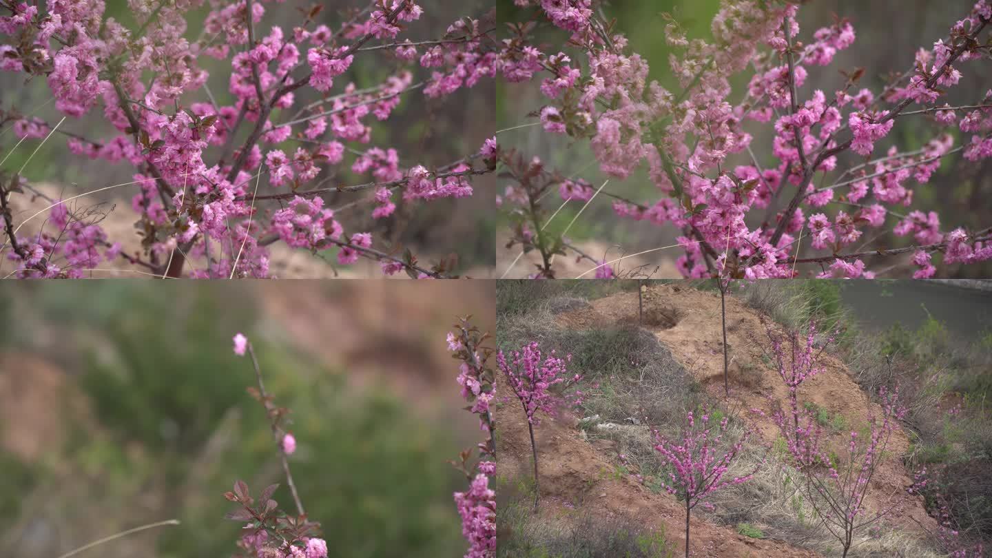 新造林的彩叶树种紫叶李