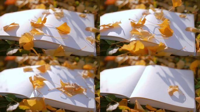 银杏飘落空白书本空镜素材