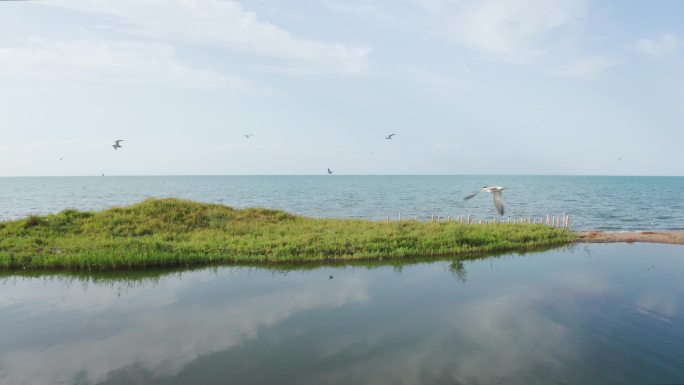 【45元】新疆博斯腾湖边的鸟群