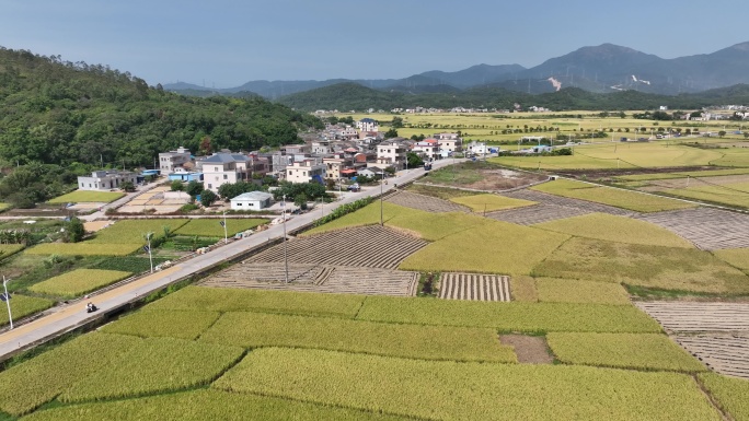 【正版原创】稻谷田野乡村风光航拍