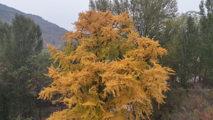 济南普门寺遗址的银杏树