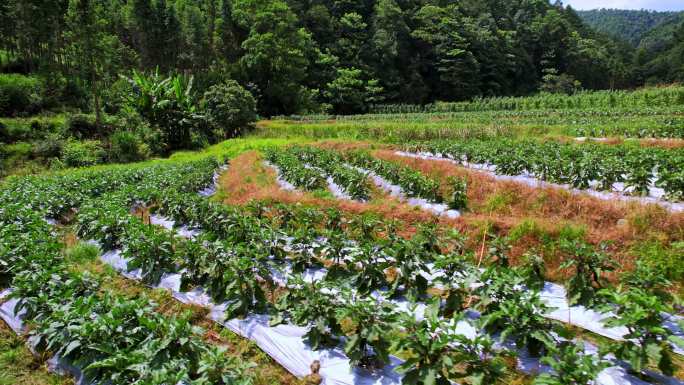 贫困山区农业蔬菜种植基地乡村振兴