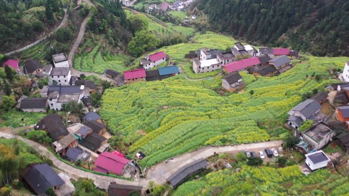 衢州开化台回山油菜花梯田航拍