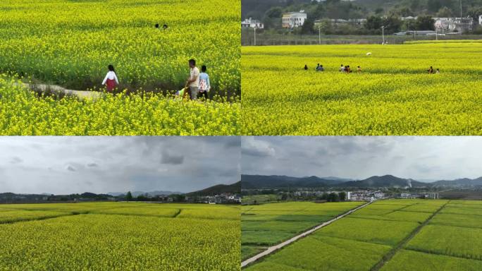 油菜花航拍