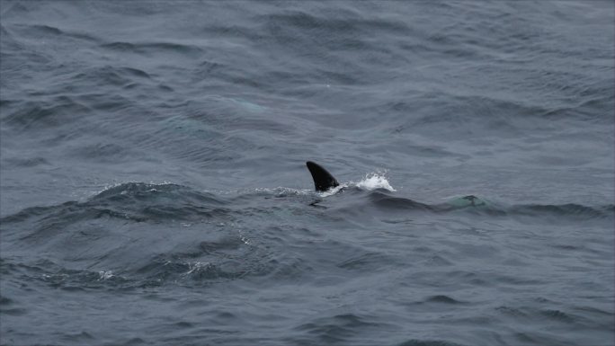 挪威海的野生虎鲸鲸鱼鲸鱼露出水面海鸥