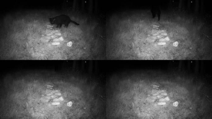 红外线守猎相机镜头下的流浪猫