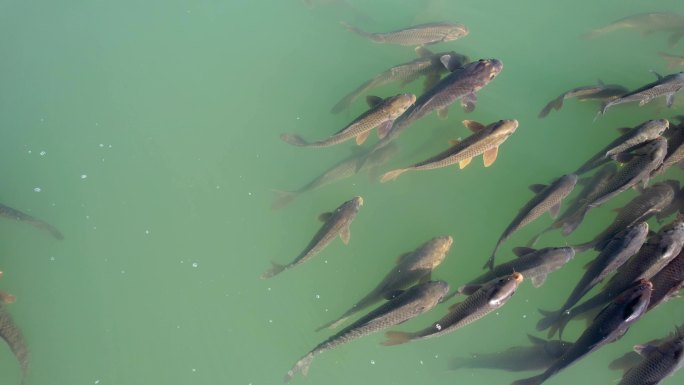乡村振兴淡水湖鱼类养殖视频