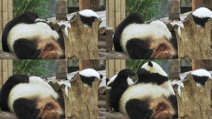 搞笑可爱大熊猫宝宝和妈妈一起玩耍