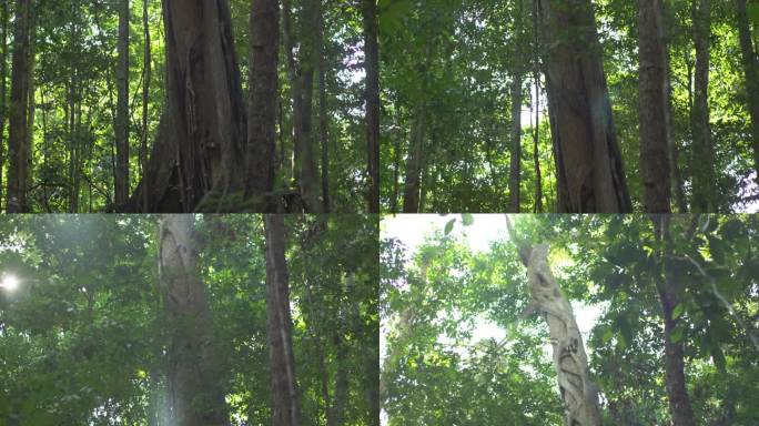 热带雨林中部。巨大的树干上爬满了爬山虎