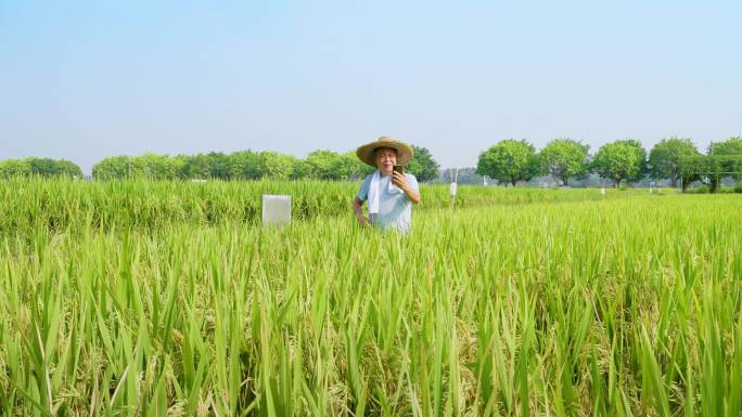 农田里的农民在看手机