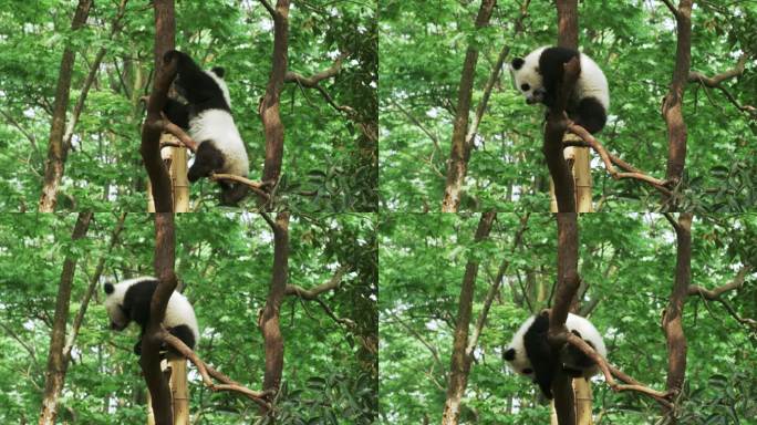 一只树上玩耍的大熊猫