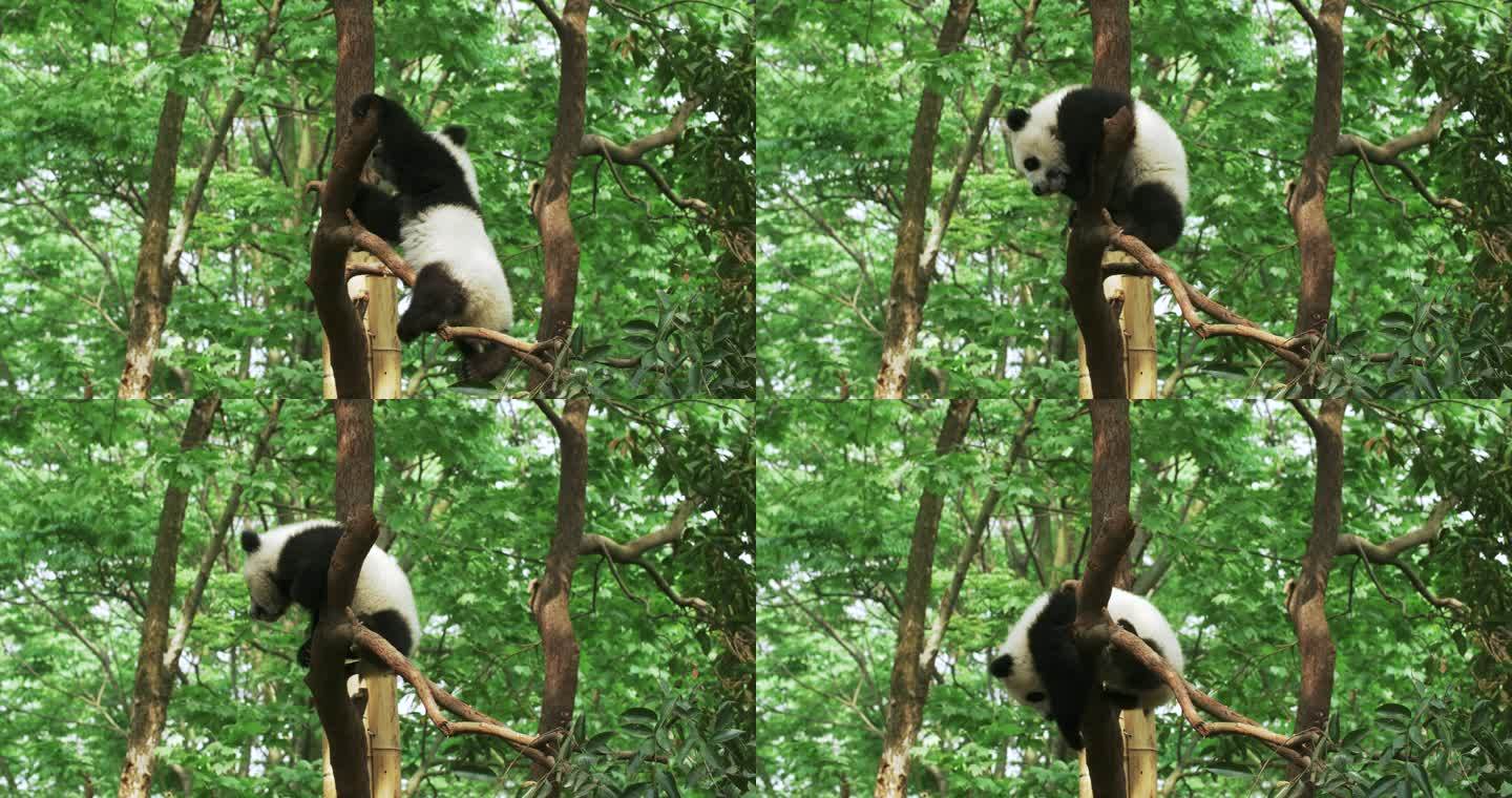 一只树上玩耍的大熊猫