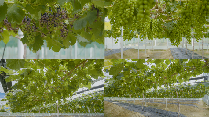 温室种植葡萄