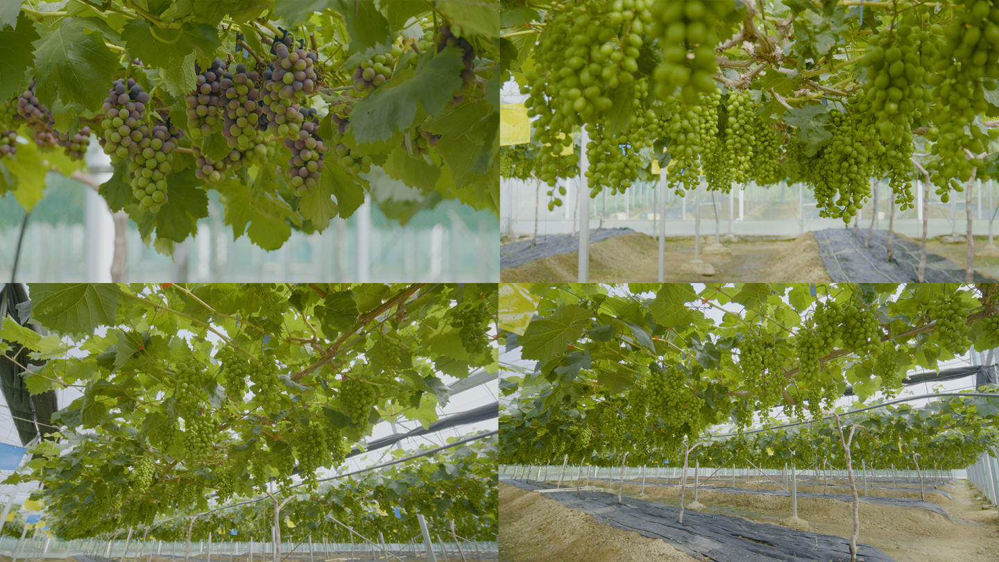 温室种植葡萄