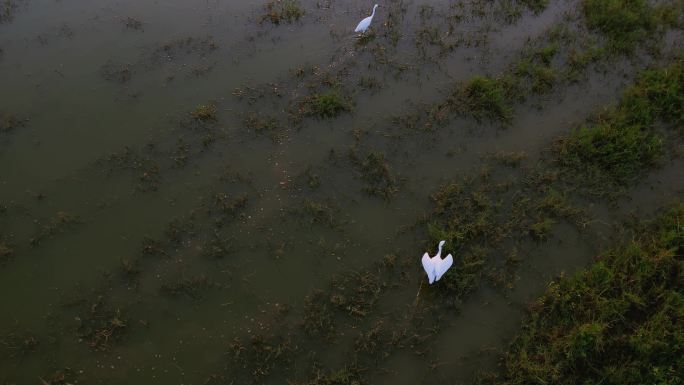 白鹭在湿地河边觅食捕食