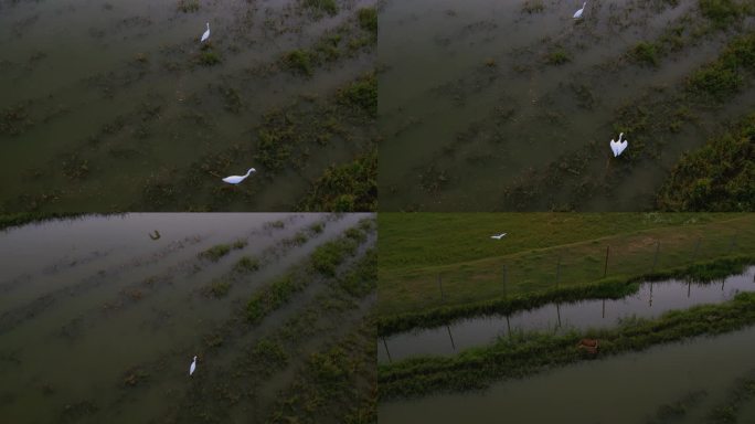 白鹭在湿地河边觅食捕食