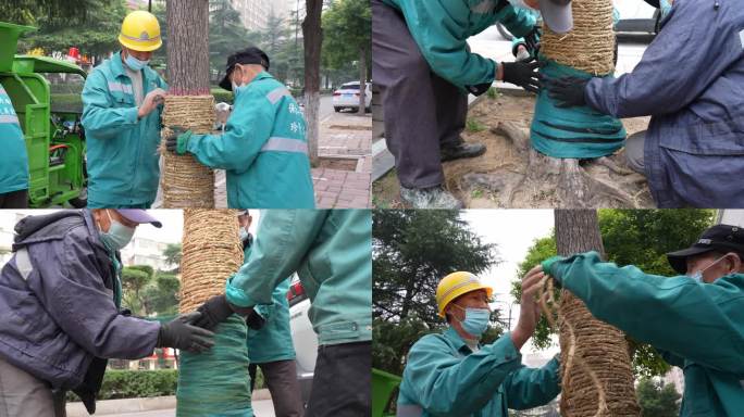 市政园林工人给香樟树保暖防寒安全越冬