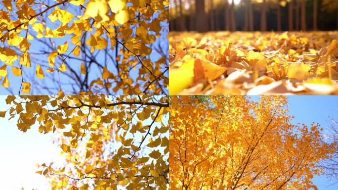 逆光升格 唯美秋季  阳光金黄银杏 树叶