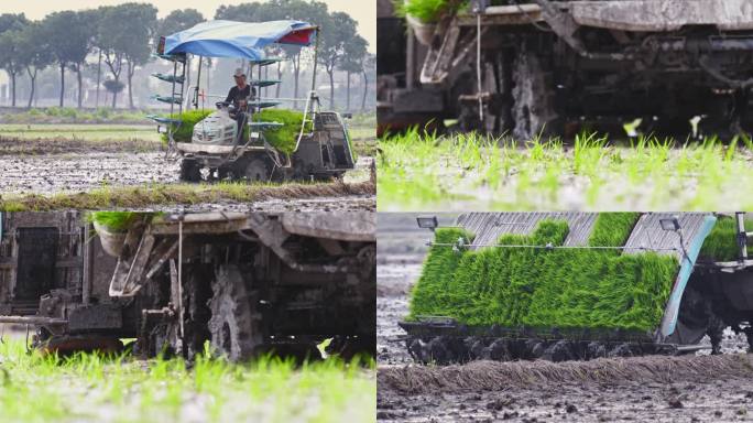 水稻春耕插秧春种机械耕种传统耕种现代农业