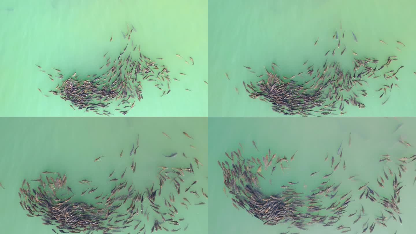 鱼群渔业养殖视频