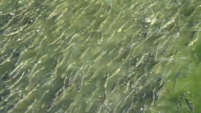 4K深圳湾冬季的鱼群合集6个视频