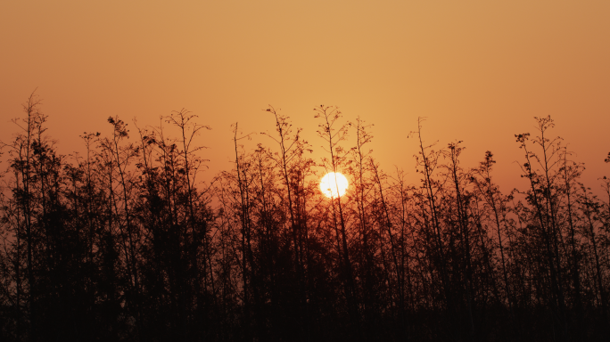 夕阳杉树林