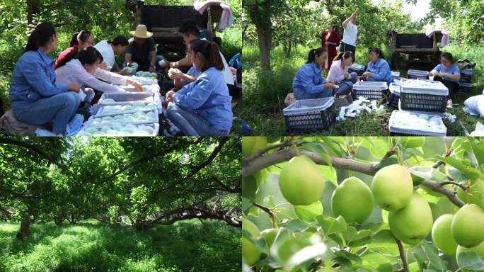 摘苹果梨农业种植脱贫致富收购水果农业技术