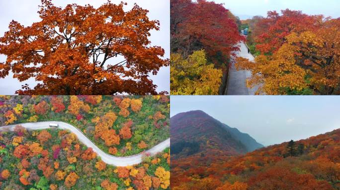 唯美秋天秋景秋叶秋色彩林山林红叶枫叶