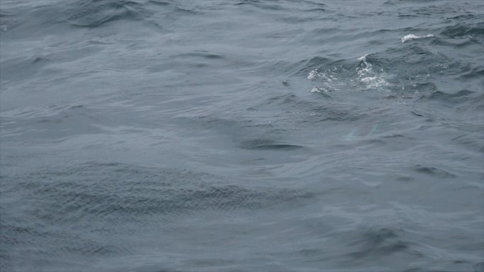 挪威海的野生虎鲸大海鱼鳍捕食者