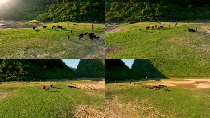 4K环绕航拍广西更望湖牛羊一镜到底