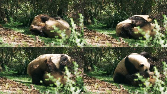 两只成年大熊猫在树丛里打架摔跤搞笑动物