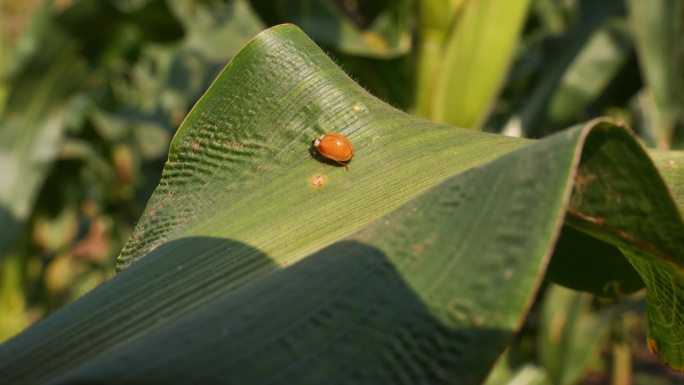 玉米地里的小甲虫