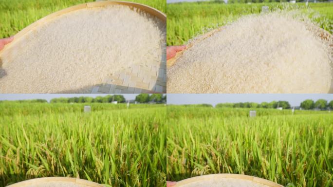 粮食 水稻 大米