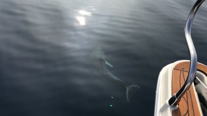 一只海豚在清澈的蓝色水中沿着小船游泳的智能手机视频