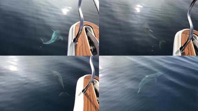一只海豚在清澈的蓝色水中沿着小船游泳的智能手机视频