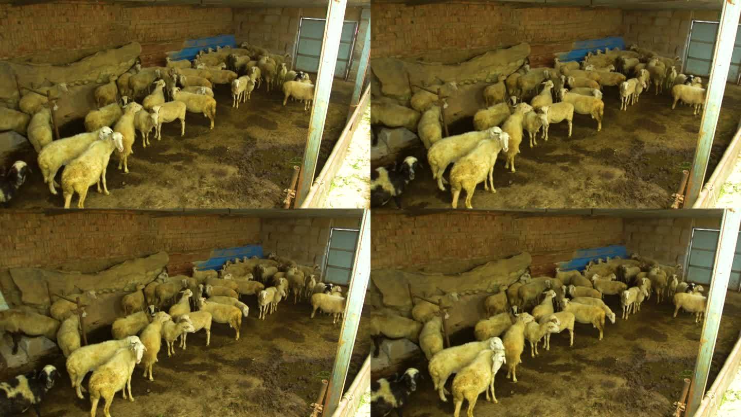 家畜、绵羊、羊群