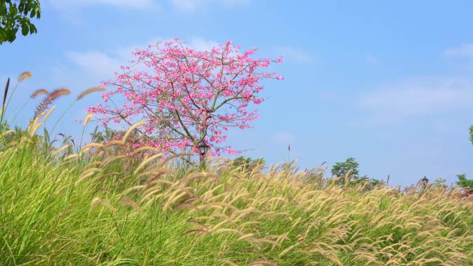 户外公园里的茂盛红木棉花树和芦苇丛