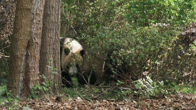 树丛里的两只国宝大熊猫